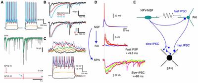 Heterogeneity and Diversity of Striatal GABAergic Interneurons: Update 2018